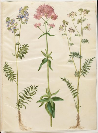 Polemonium caeruleum (Jakobsleiter); Centranthus ruber (Rote Spornblume) von Hans Simon Holtzbecker