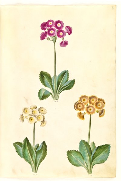 Primula ×pubescens (Garten-Aurikel) von Hans Simon Holtzbecker
