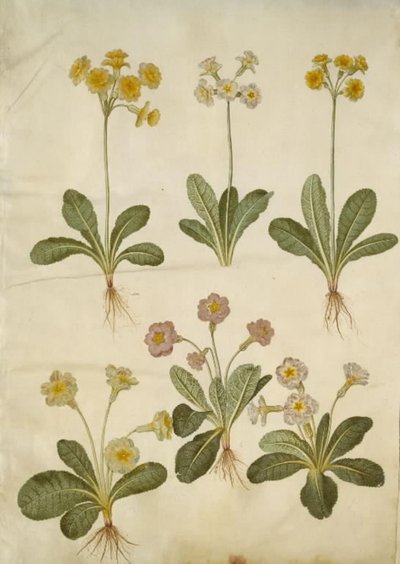 Primula veris (Hybrid der Hohlkragen-Schlüsselblume); Primula vulgaris (Hybrid der Großblütigen Schlüsselblume) von Hans Simon Holtzbecker
