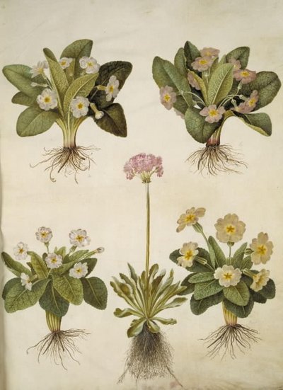 Primula vulgaris (Hybrid der großblumigen Schlüsselblume); Primula farinosa (Mehlprimel) von Hans Simon Holtzbecker