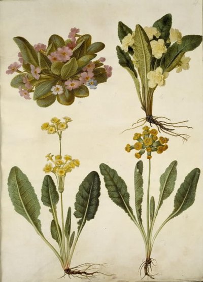 Primula vulgaris (Karnevals-Schlüsselblume); Primula vulgaris (Hybrid der großblumigen Schlüsselblume); Primula veris (Hybrid der hohlen Schlüsselblume) von Hans Simon Holtzbecker