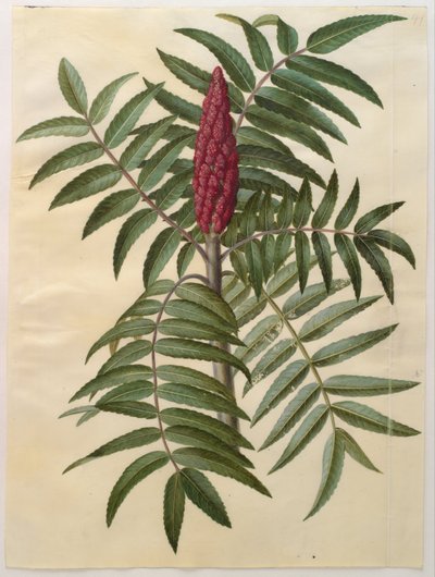 Rhus typhina von Hans Simon Holtzbecker