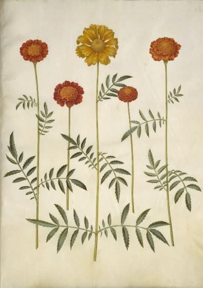 Tagetes patula (Sammetblume) von Hans Simon Holtzbecker