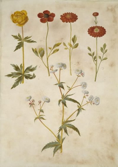 Trollius europaeus (europäische Trollblume); Ranunculus asiaticus (Garten-Ranunkel); Ranunculus aconitifolius (Silberknopf-Ranunkel) von Hans Simon Holtzbecker