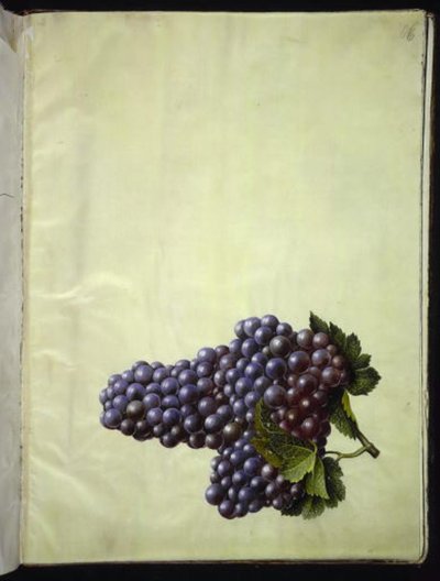 Vitis vinifera (Gemeine Weinrebe) von Hans Simon Holtzbecker