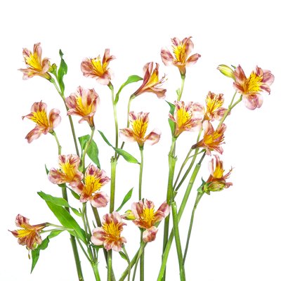Lebendiger Alstroemeria Strauß von Hardik Pandya