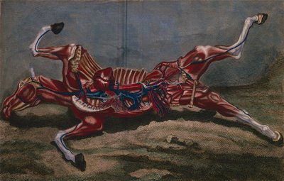 Anatomie eines Pferdes, aus 