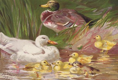 Enten und Entenküken von Harrison William Weir