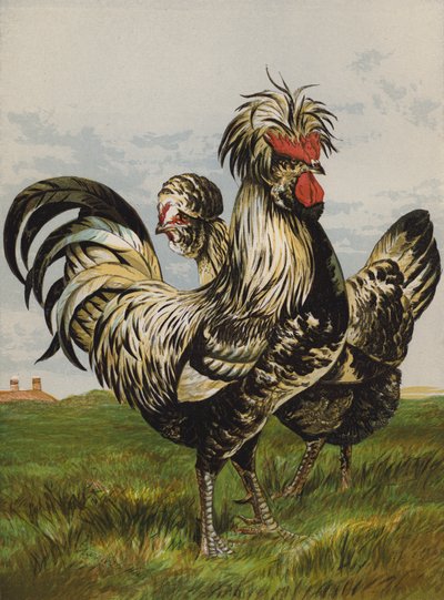 Houdans (Chromolithografie) von Harrison William Weir
