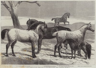 Preispferde auf der Pferdeschau in der Agricultural Hall, Islington von Harrison William Weir
