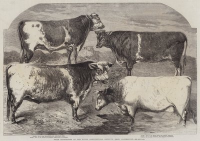 Preisgekrönte Shorthorns auf der Ausstellung der Royal Agricultural Society, Canterbury von Harrison William Weir