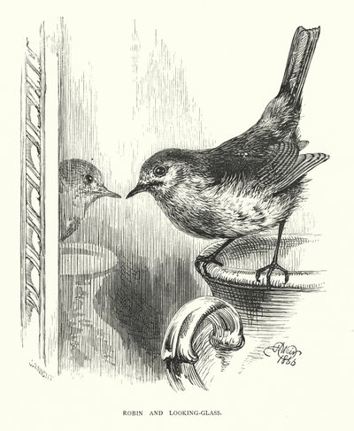 Robin und der Spiegel (Stich) von Harrison William Weir