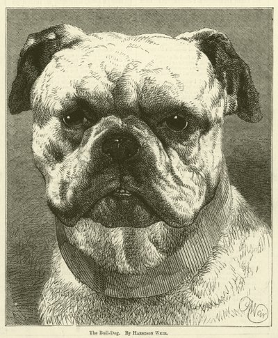Der Bulldogge von Harrison William Weir