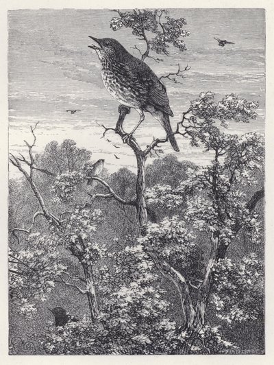 Das Konzert der Vögel von Harrison William Weir