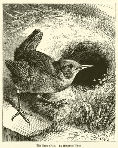 Das Nest der Zaunkönige von Harrison William Weir
