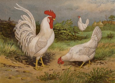 Weiße Leghorns (Chromolithografie) von Harrison William Weir