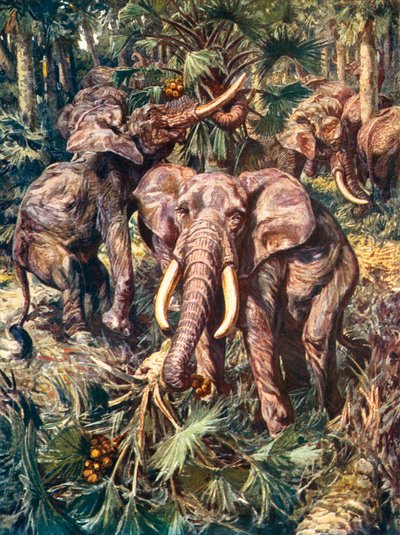 Elefanten zerstören einen Palmenwald von Harry Hamilton (after) Johnston