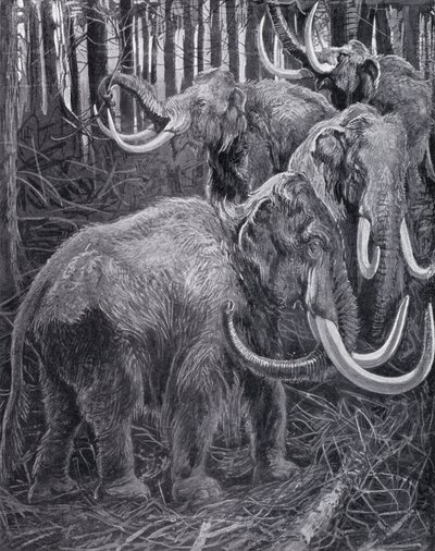 Mammuts von Harry Hamilton (after) Johnston