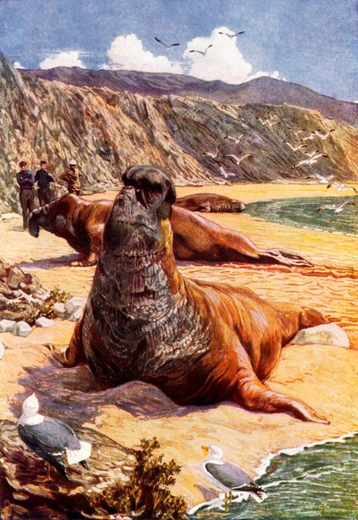 Der See-Elefant von Harry Hamilton (after) Johnston