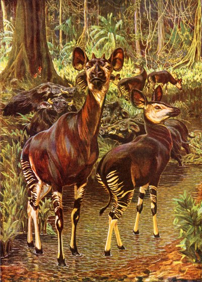 Das Okapi im Wald von Harry Hamilton (after) Johnston