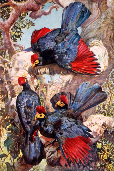  von Harry Hamilton (after) Johnston