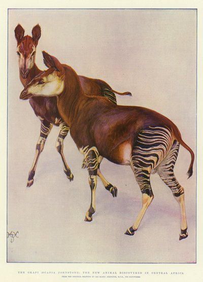 Das Okapi (Ocapia Johnstoni), das neue Tier, das in Zentralafrika entdeckt wurde von Harry Hamilton Johnston