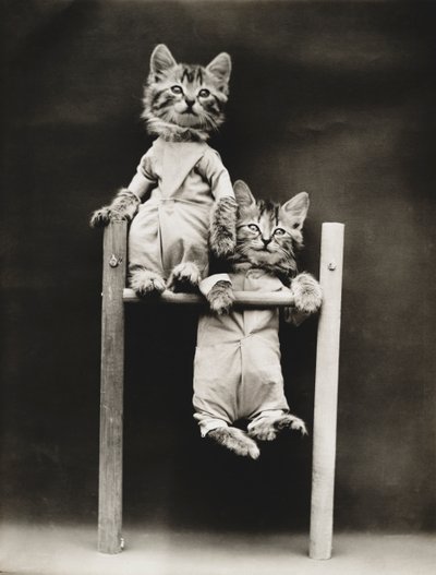 Kitties Serie: Übung, ca. 1914 von Harry Whittier Frees