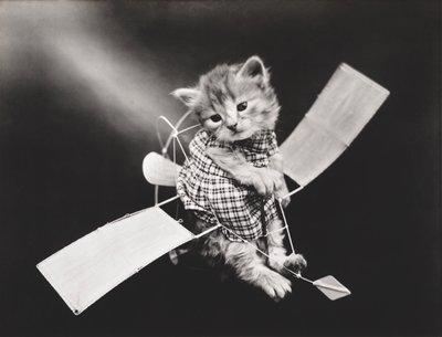 Kätzchen-Serie: Pilot fliegt Flugzeug, ca. 1914 von Harry Whittier Frees