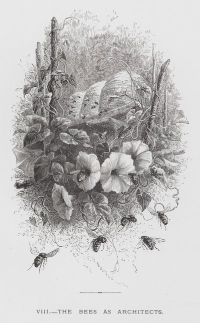 Das Insekt: Die Bienen als Architekten (Stich) von Hector Giacomelli