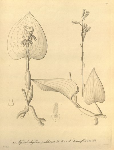 Diese Datei stammt aus der Biodiversity Heritage Library und ist online verfügbar unter biodiversitylibrary.org/page/696488 von Heinrich Gustav Reichenbach