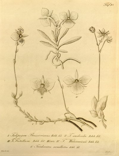 Diese Datei stammt aus der Biodiversity Heritage Library und ist online verfügbar unter biodiversitylibrary.org/page/696497 von Heinrich Gustav Reichenbach