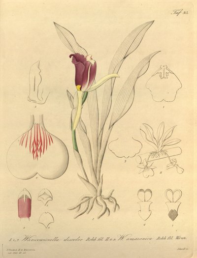 Diese Datei stammt aus der Biodiversity Heritage Library und ist online verfügbar unter biodiversitylibrary.org/page/696493 von Heinrich Gustav Reichenbach
