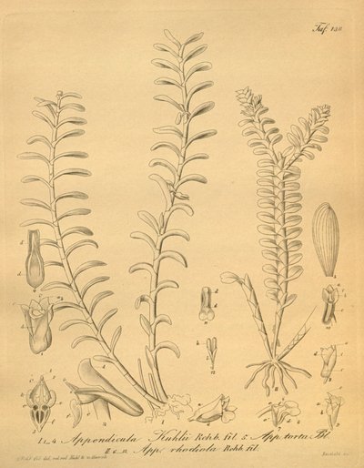 Illustrationen von Appendicula kuhlii von Heinrich Gustav Reichenbach