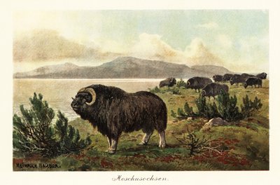 Moschusochse, Ovibos moschatus (Druck) von Heinrich Harder