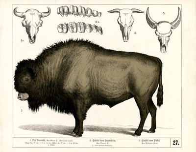 Auerochse und Schädel von Hausrindern und Büffeln von Heinrich Leutemann