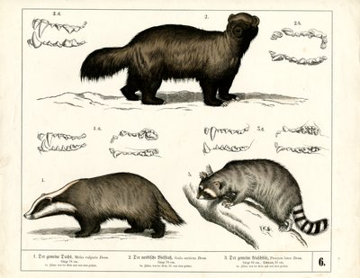 Dachs, Vielfraß und Waschbär mit Zahnrepräsentationen von Heinrich Leutemann