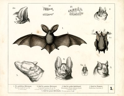 Fledermausarten mit anatomischen Details von Heinrich Leutemann