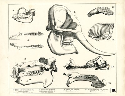 Schädel und Gebiss verschiedener Säugetiere von Heinrich Leutemann