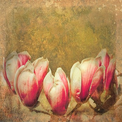Vintage Magnolie, 2019 von Helen White