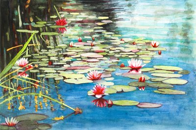 Seerosen von Helen White