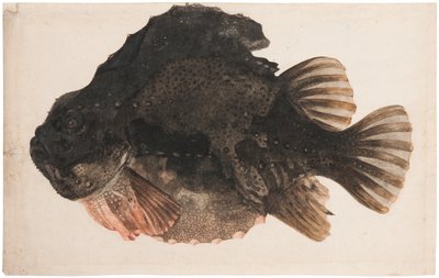 Studie eines männlichen Seehasen von Hendrick Goltzius