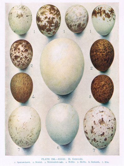 Eier: Montagus Weihe: Rohrweihe: usw., Illustration aus 