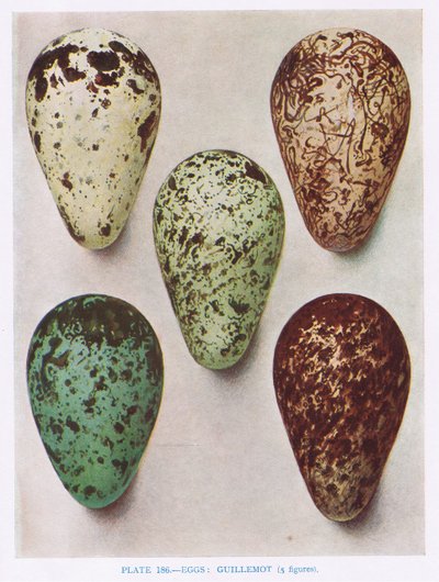 Eier: Nachtschwalbe: Wiedehopf: usw., Illustration aus 