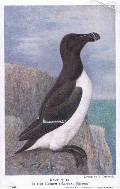 Tordalk, Postkarten, 1930er Jahre von Hendrik Gronvold