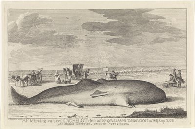 Gestrandeter Pottwal von Hendrik Spilman
