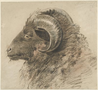 Kopf eines Widders, nach links, von der Seite gesehen von Hendrik Stokvisch