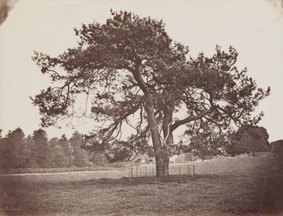 Parc de Hamilton Palace (Schirmkiefer), ca. 1858 von Henri Charles de Rostaing