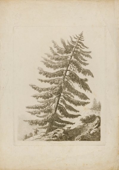 Eine Kiefer von Henri L