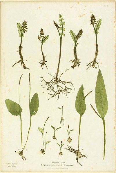 Naturdruck von Mondkraut und Natternzungenfarnen, Tafel 51 aus Die Farne von Großbritannien und Irland von Henry Bradbury