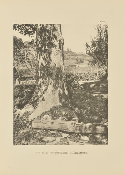 Der Reis-Buttonwood, Charlemont von Henry Brooks